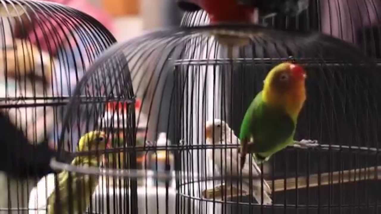 SUARA BURUNG : Lovebird Kores Belajar Bersama Ngekek Panjang