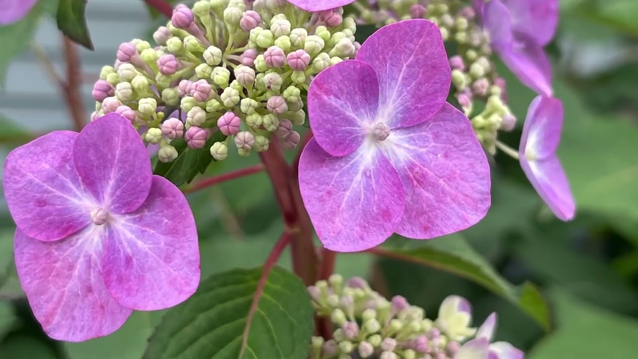 #54 in the Zion’s Harp: The Sermon on the Mount