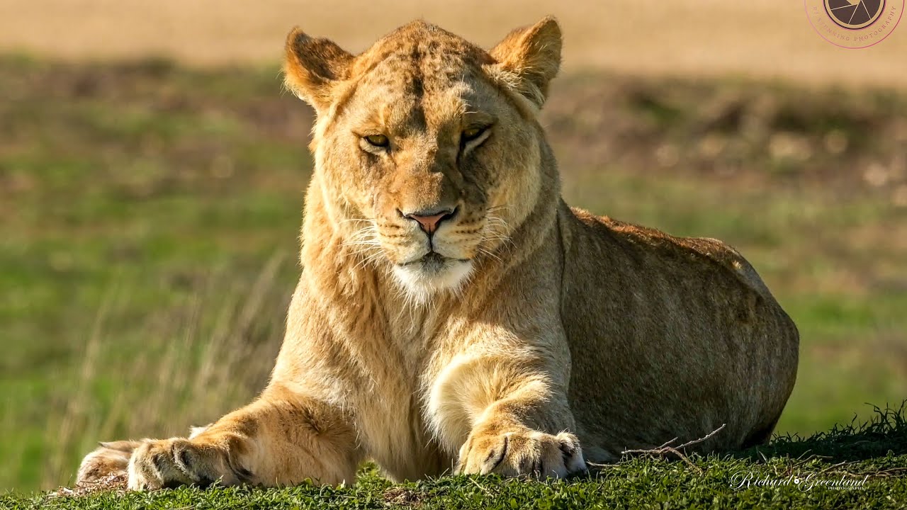 African Lions Playing, Cuddling & Chilling Out. Up-Close encounters with these beautiful big cats.
