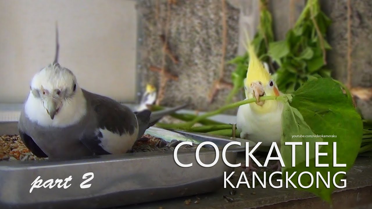 Cockatiels and Kangkong (Water Spinach) Part 2