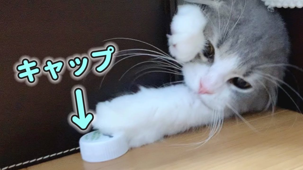 キャップのパス遊びが上手すぎる子猫【スコティッシュフォールド】