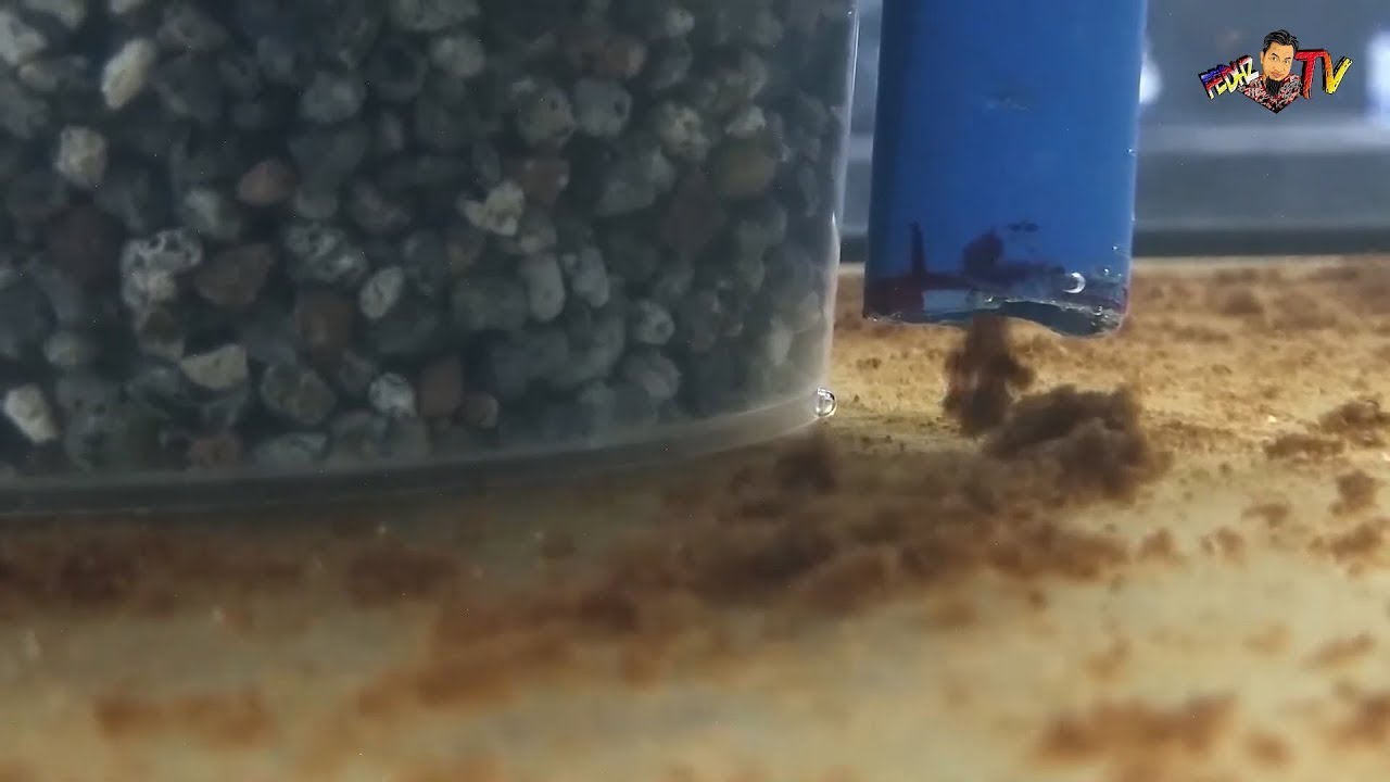 HOW TO DIY Zero Poop Aquarium Filter | Self Siphon  | Airlift