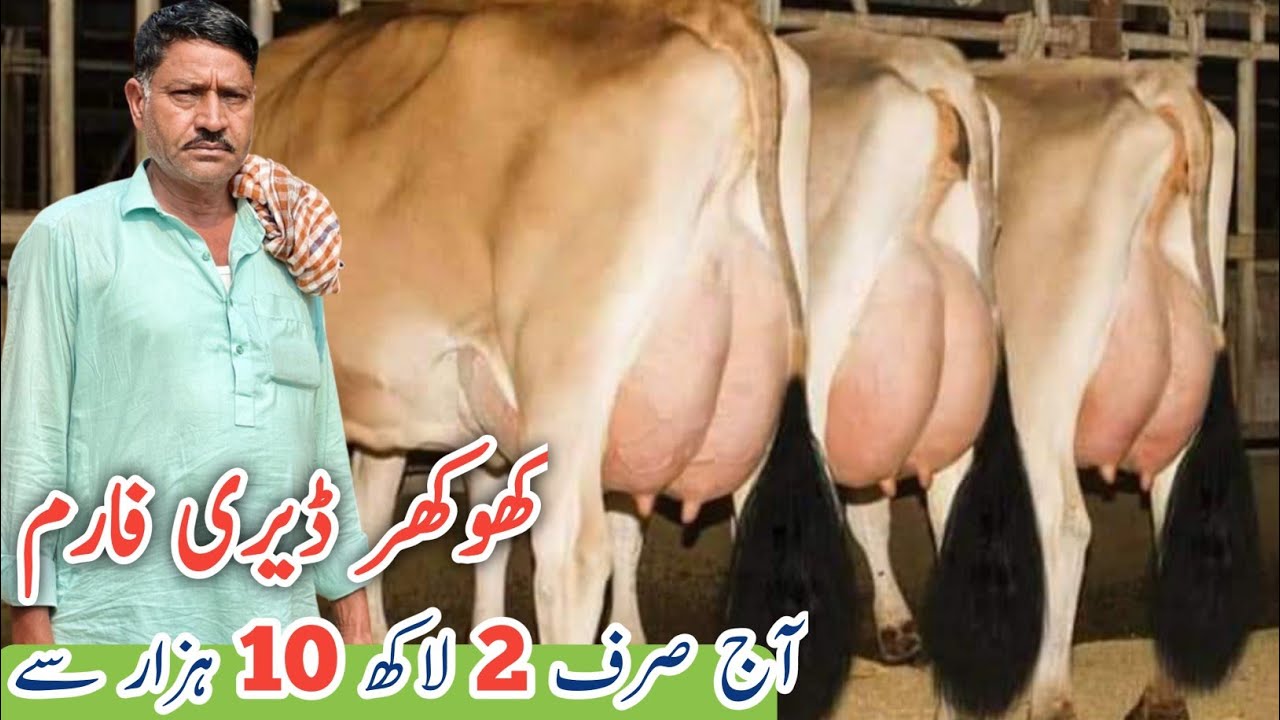Top class Jersey Cows for sale At Khokher Dairy Farm | Jersey cows | Mandi Bahauddin