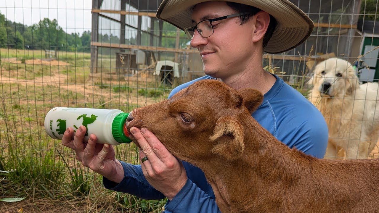 Rescuing a Blind Bottle Baby Calf! | May 2025 Vlog | Ohcluck