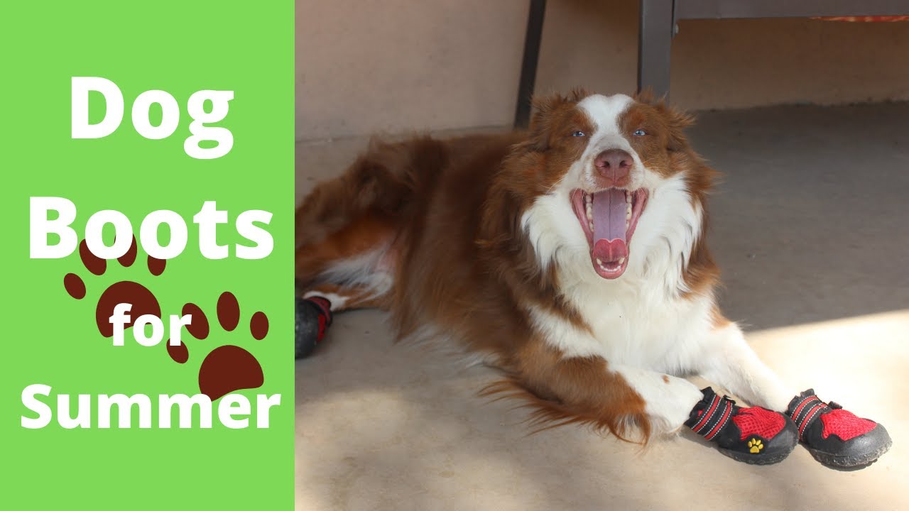 Dog Boots for Summer - Best Products for Traveling with Dogs