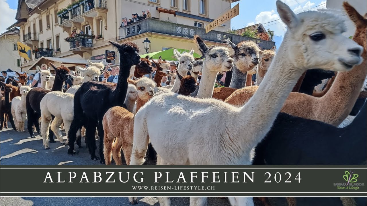 Alpabzug Plaffeien 2024 - reisen-lifestyle.ch