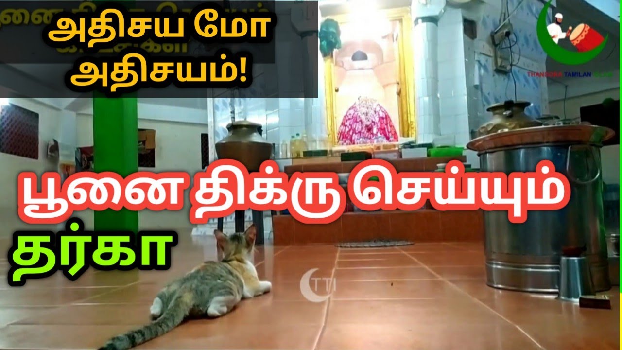 Miracle! The miracle of a cat chanting in the Dargah! Cat chanting in Muthupettai Dargah vlog