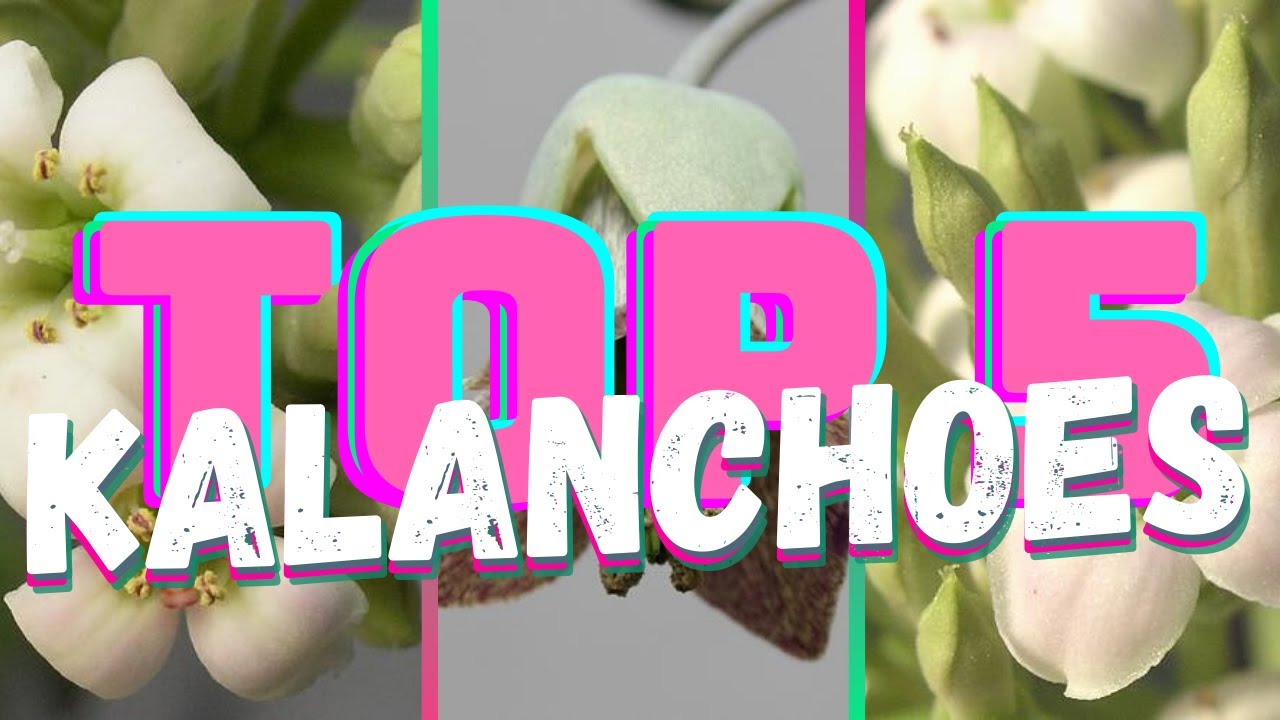 KALANCHOES #Top5Genero