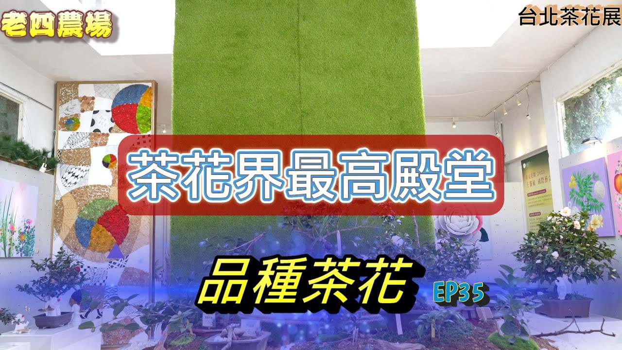 茶花界最高殿堂！台北茶花展！2023茶花新品種【老四農場】[Camellia japonica][カメリア]ep35｜請開啟CC字幕｜