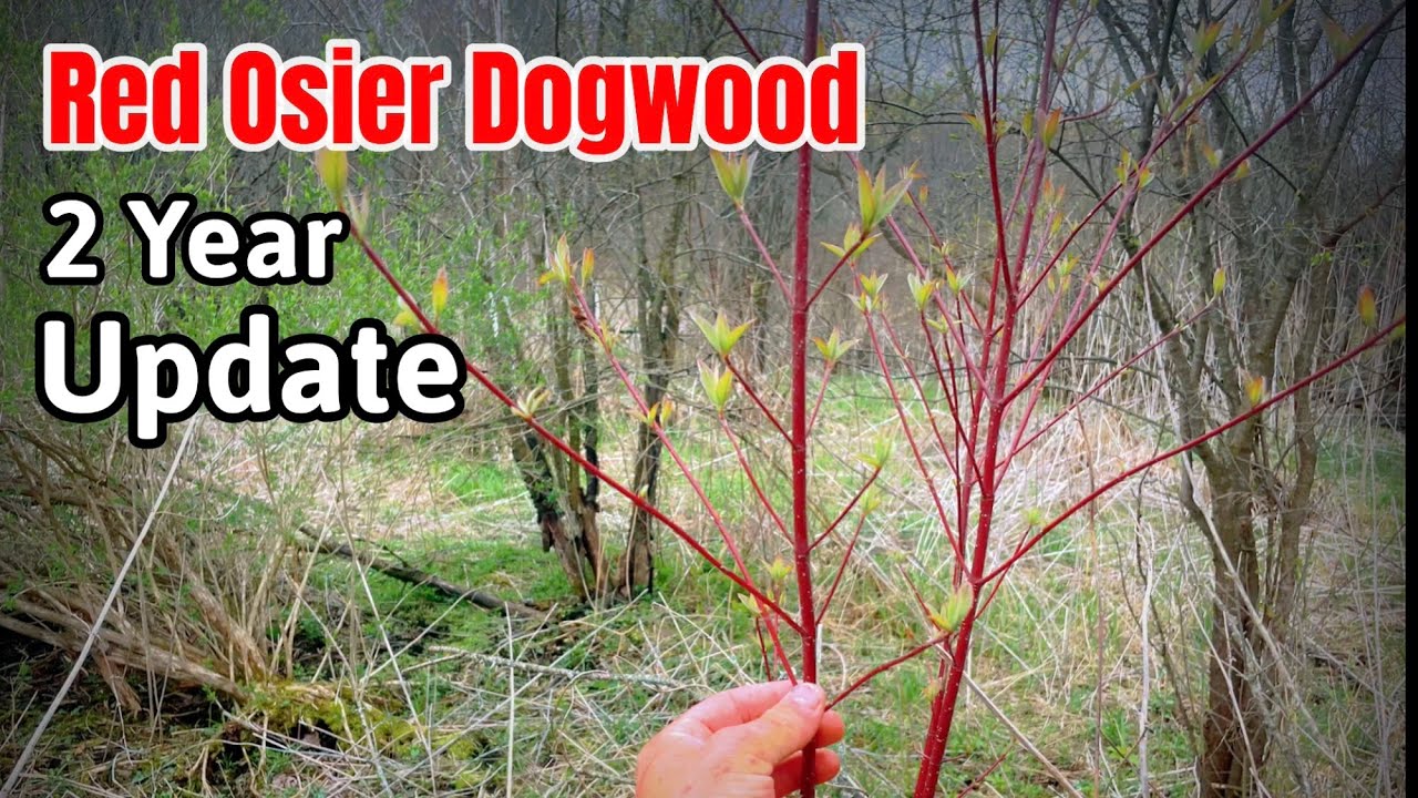 Planting Red Osier Dogwood - 2nd Year Update
