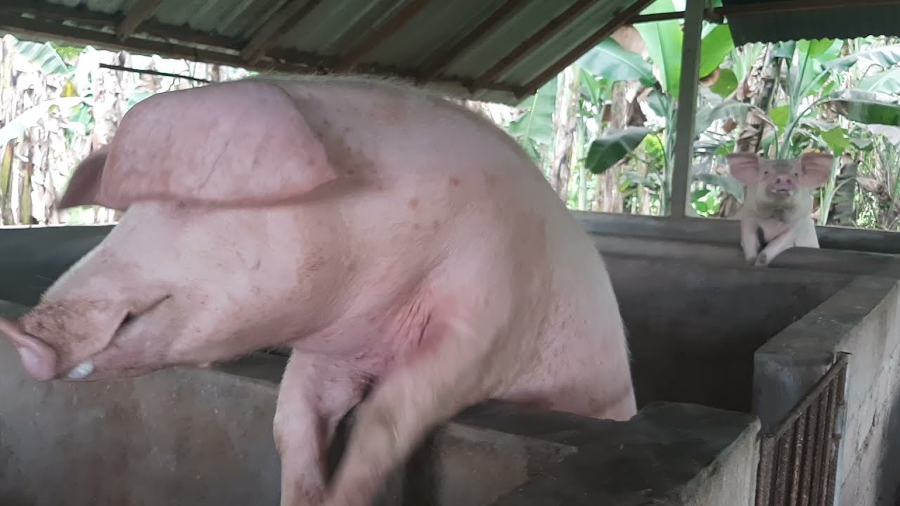 Pig Sounds