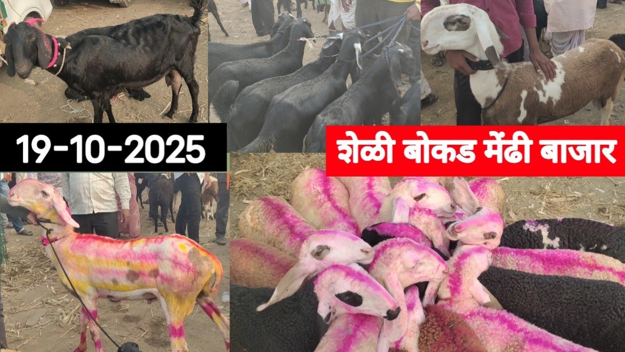 शेळी बोकड मेंढी बाजार सांगोला 19 ऑक्टोबर 2025 / Goat Sheep market Sangola 