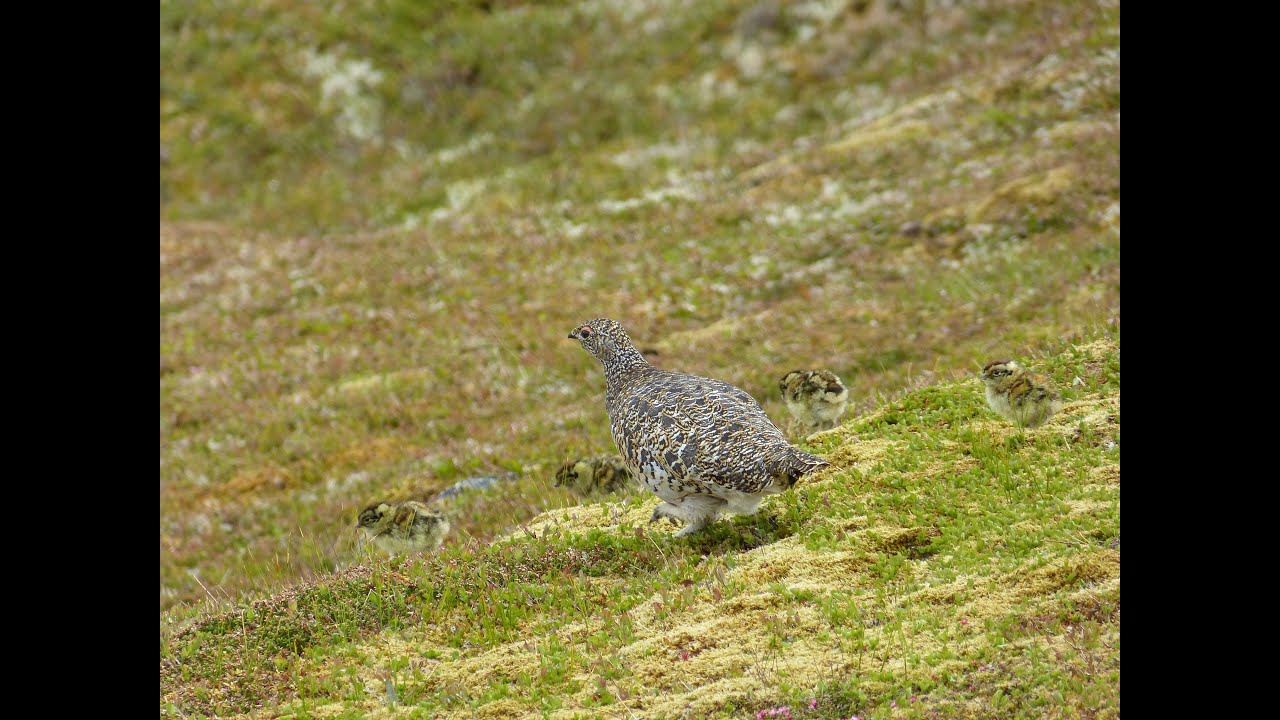 Rypepar med kyllinger/Grouse pair with chickens