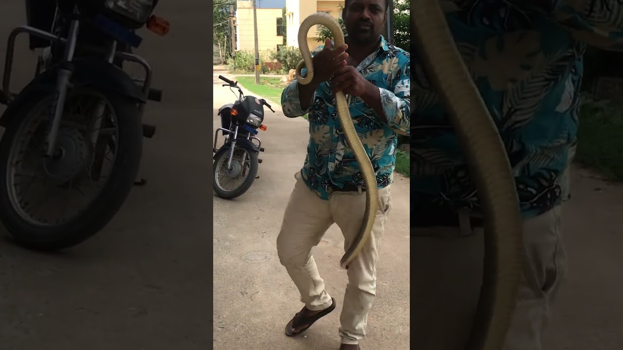 Water Snakes video #trending #trendingshorts #viralvideo #viral #video #snakevlog  #youtubeshorts