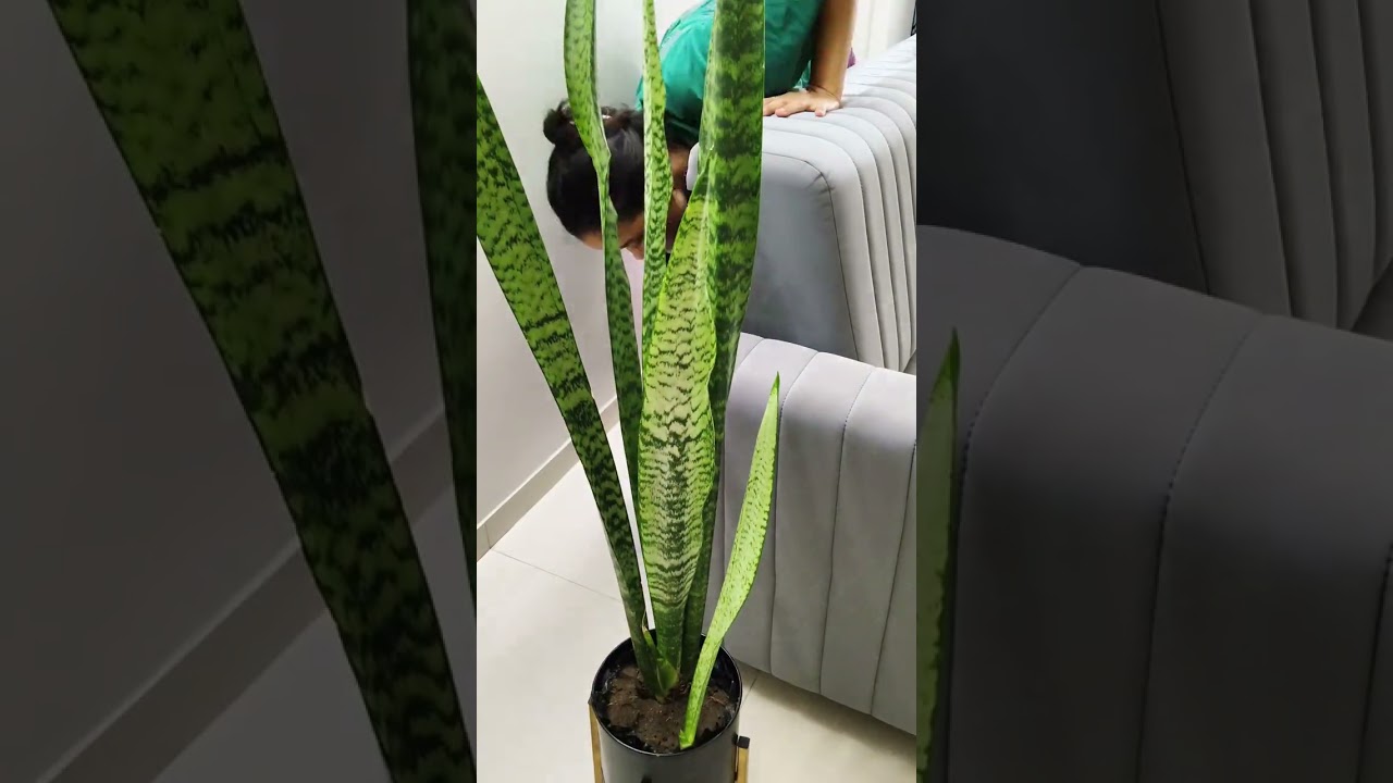 Cleaning VLOG ।Living room।Sofa cleaning 🧹 at home🏡