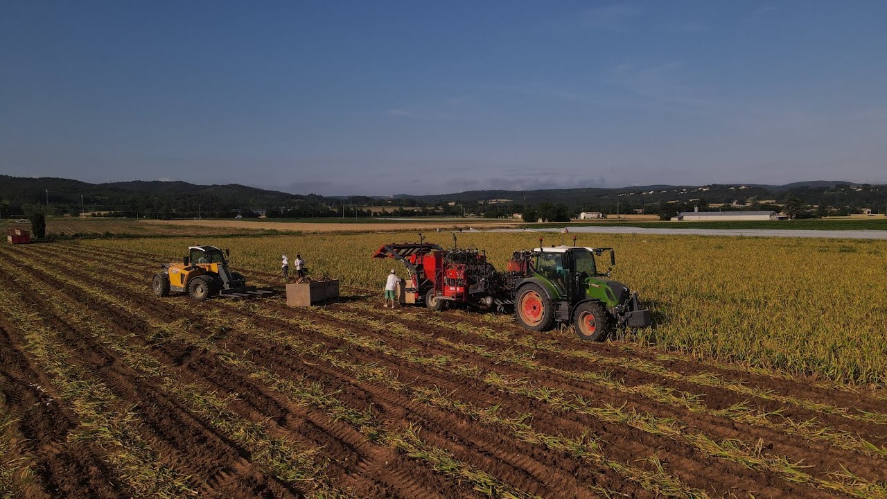 Arrachage de l'ail 2024