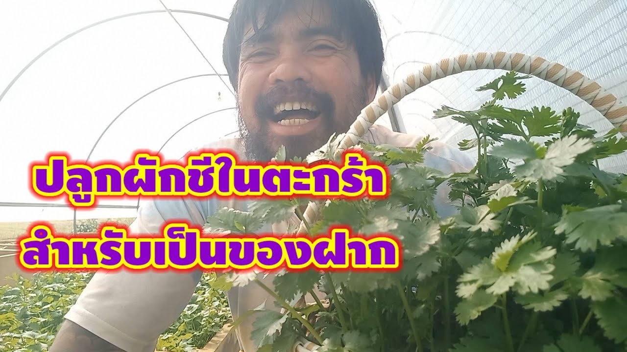วิธีปลูกผักชีในตะกร้าแบบไม่ต้องเจาะรู ปลูกง่ายไม่เปลื่องน้ำ/เต๋าสายกลาง