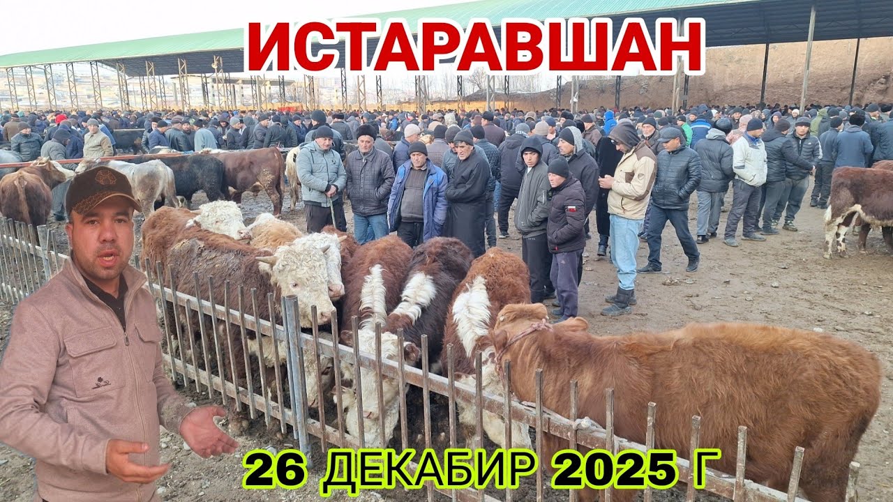 МОЛБОЗОР ИСТАРАВШАН! НАРХОИ ГРЕФОРД, АНГУСТ, ВА ГУСОЛА...#rek #rekomendasi #khujand 