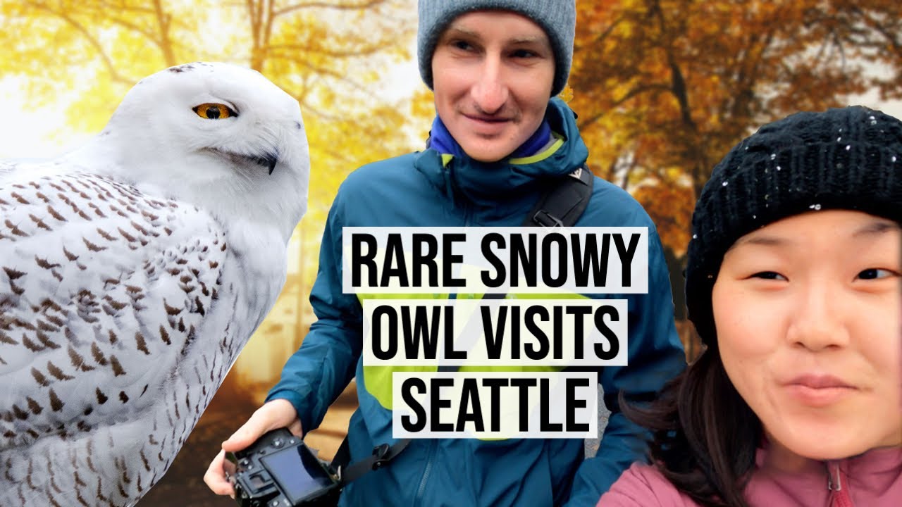 Finding the Rare Snowy Owl in Queen Anne, Seattle  - Photography Vlog