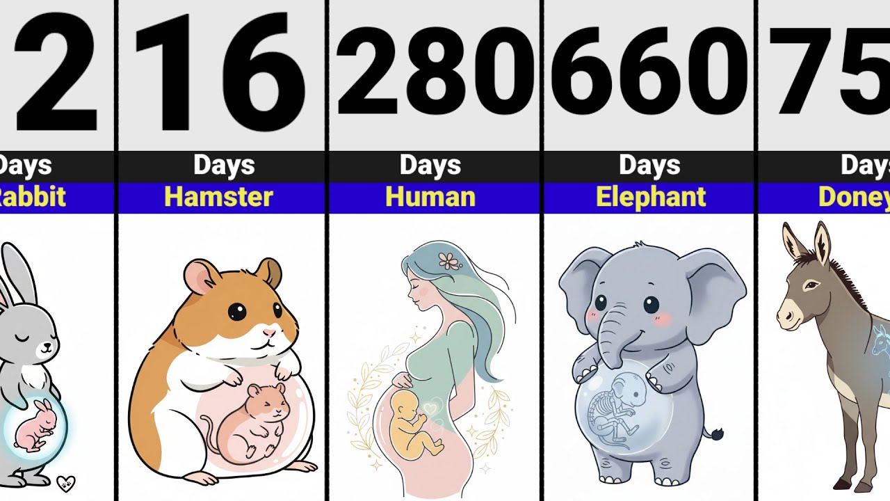 Animals And Human Pregnancy Period