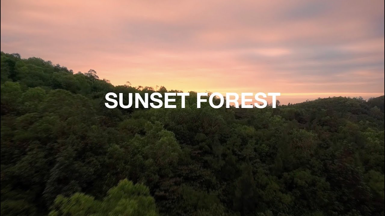 Sunset Forest - AdLaunch Video Template