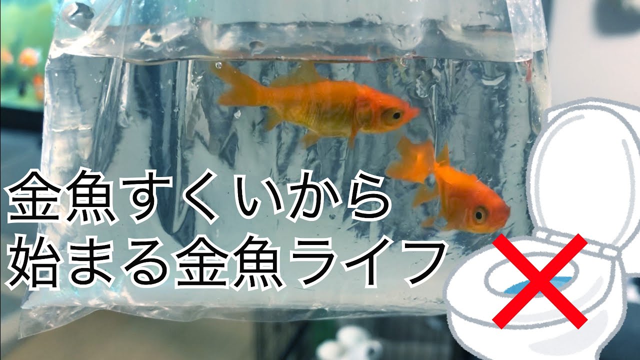 連れて来ちゃったお祭りの金魚、どうする！？ 〜お祭りの金魚を飼おう（初夜編）〜
