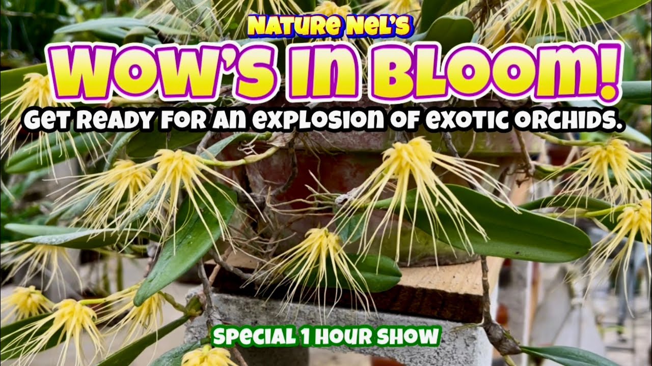 Mega “What’s In Bloom”. Do I have a special treat for you. Feast your eyes on these orchid wonders.