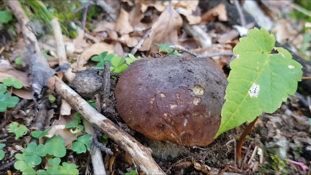 Funghi porcini 2019,  เห็ด , Steinpilze , Boletus , Mushrooms , гъби , 蘑菇