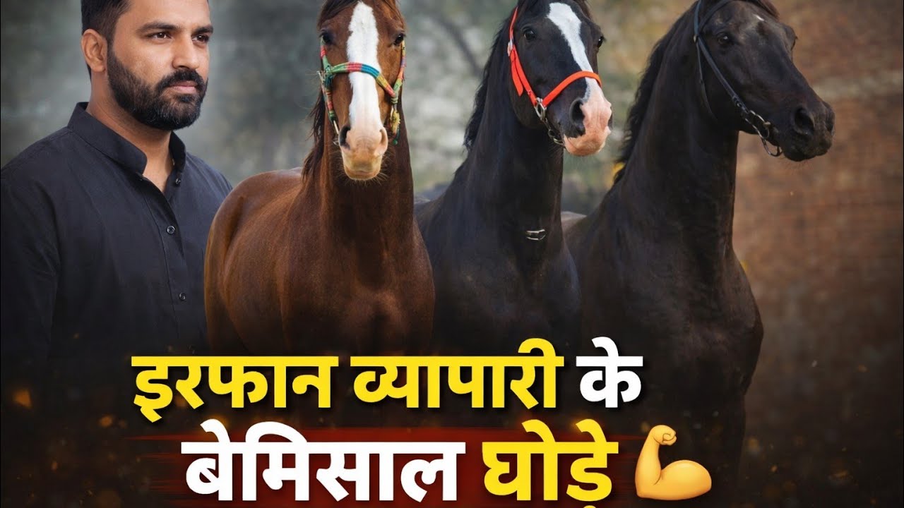 इरफ़ान व्यापारी के बेमिसाल घोड़े, 7007593674