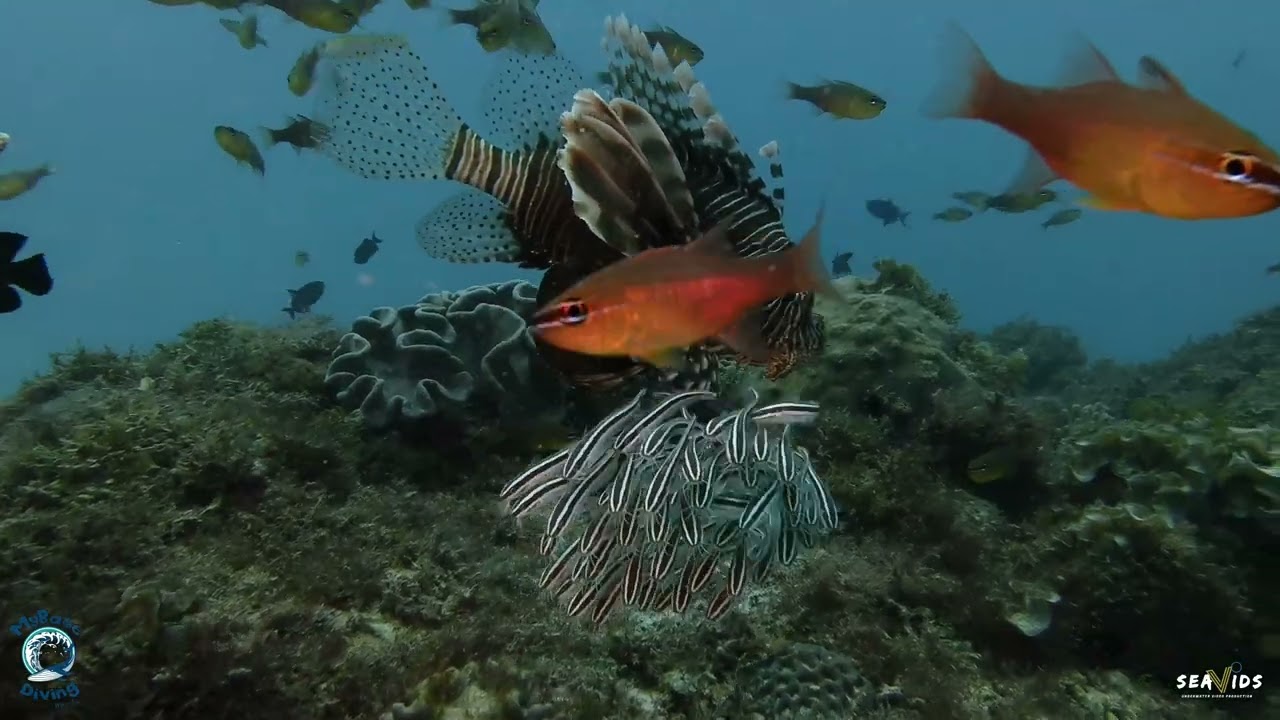 Scuba diving Mauritius August 2022 @mybasedivingmauritius4158
