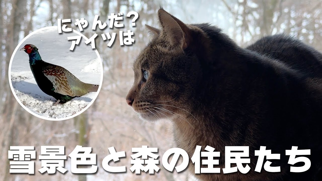 雪が積もる森のログハウスをエンジョイする猫たち！珍しい森の住民もやってきました