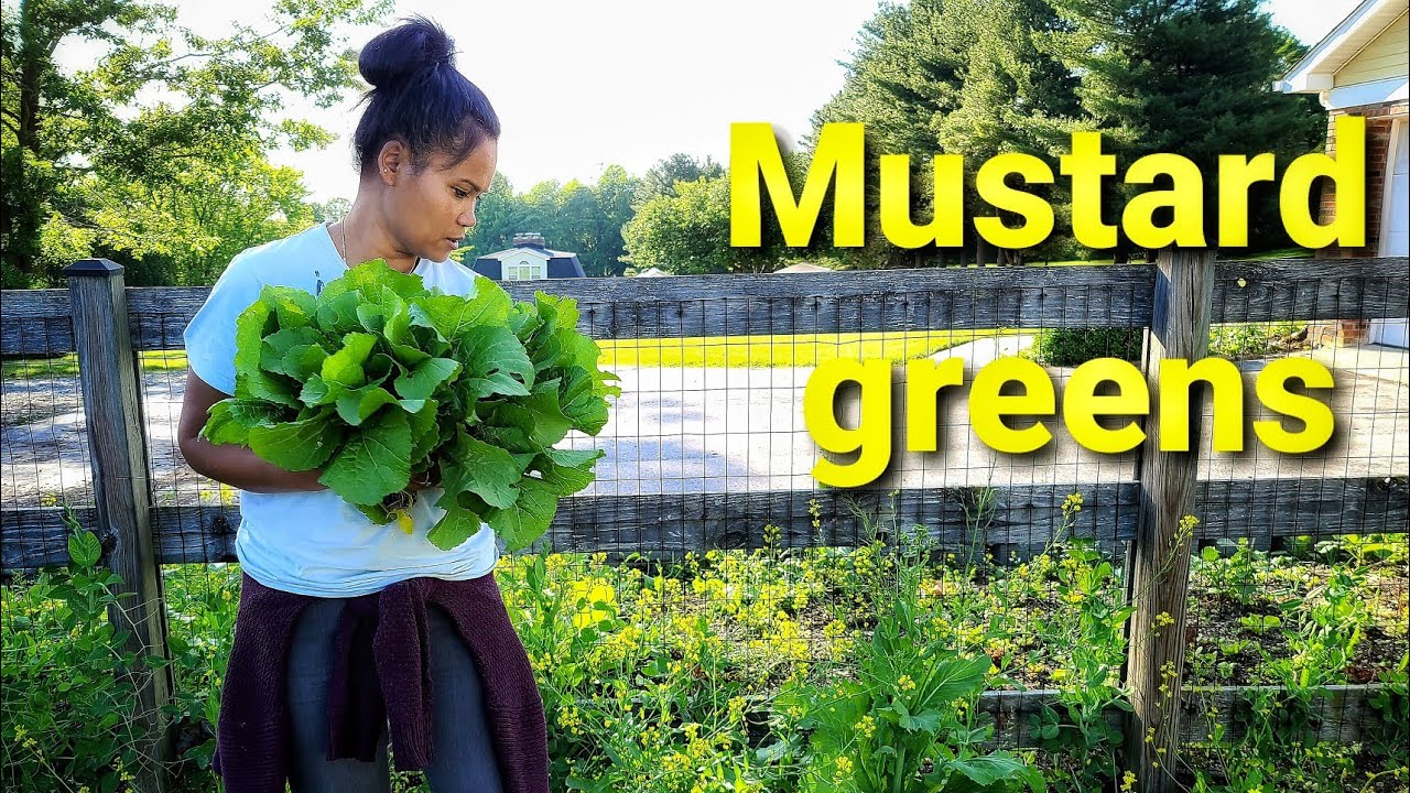 Khmer Garden In Maryland | Harvesting Organic Mustard Greens. Asian Homegrown Vegetables Khmer Vlog