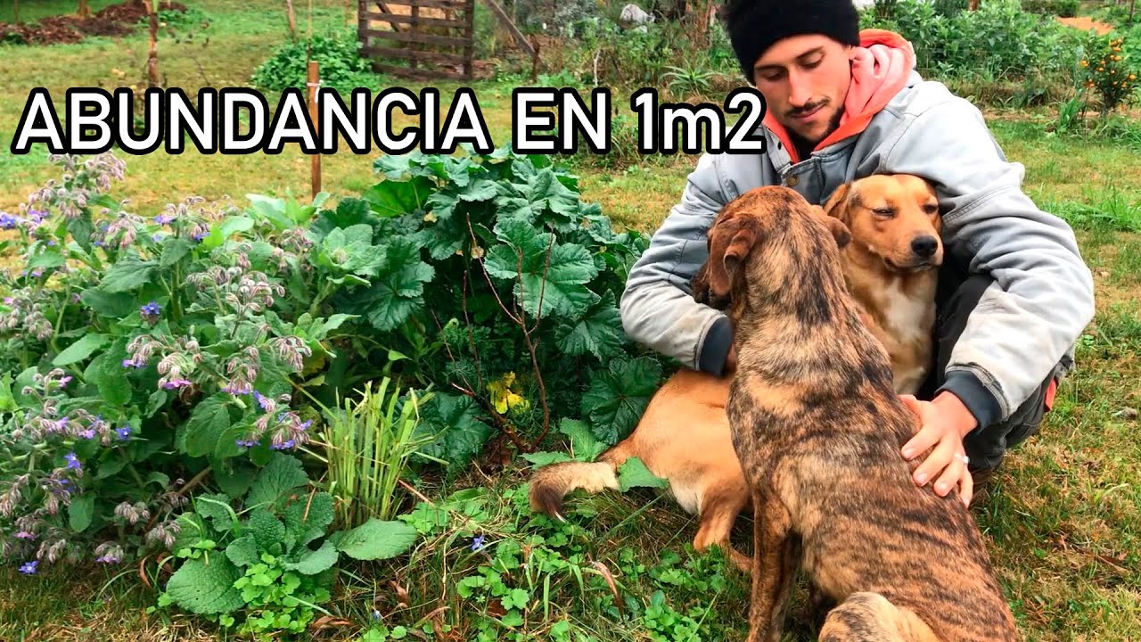 BOSQUE de ALIMENTOS en 1m2 - ISLAS de VIDA, Permacultura & Sintropía
