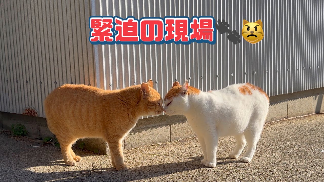 事件は起きなかった🕊️😼