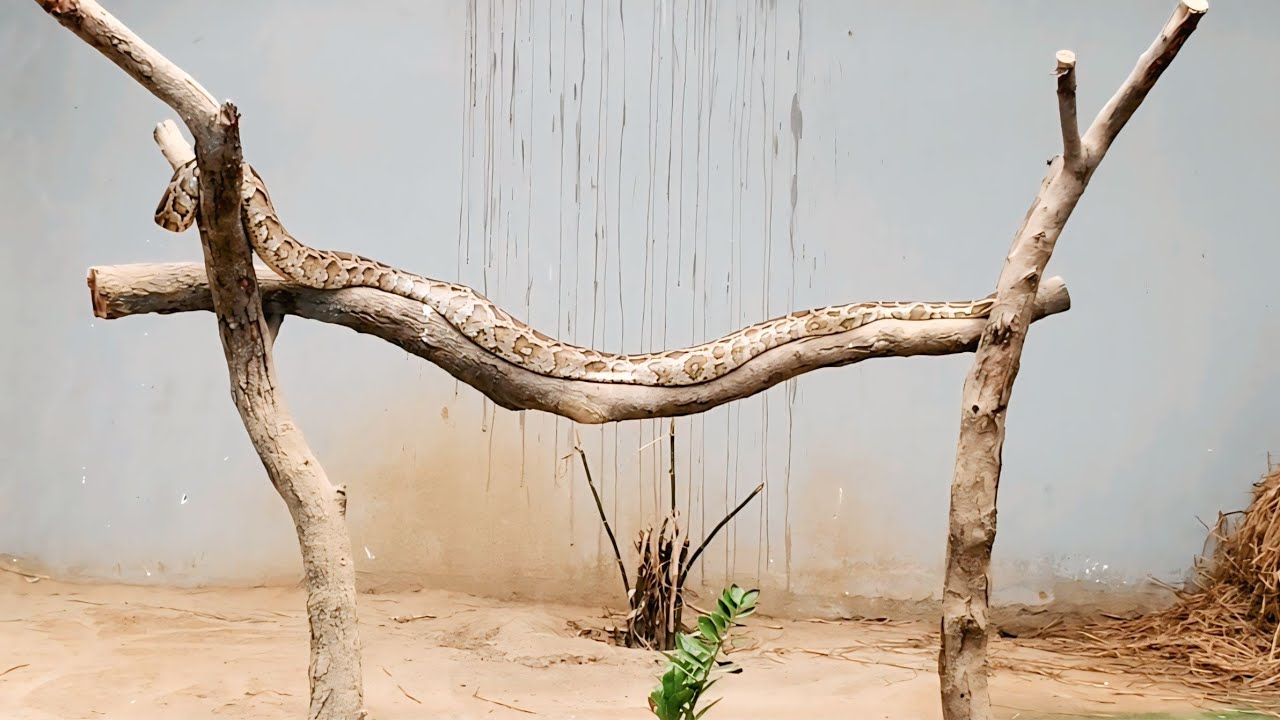 Largest Snake In India..😲 😲 🐍 🦚🦜🕊️🐧