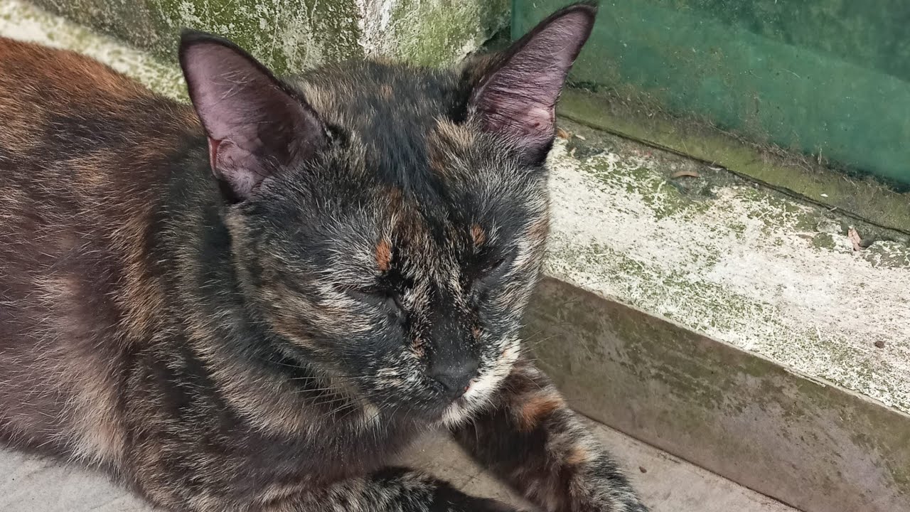 Кошки и котята: 881, 790, 716, 633, 532, 515, 467, 391, 276, 238, 138, 298, 232, 130, 96