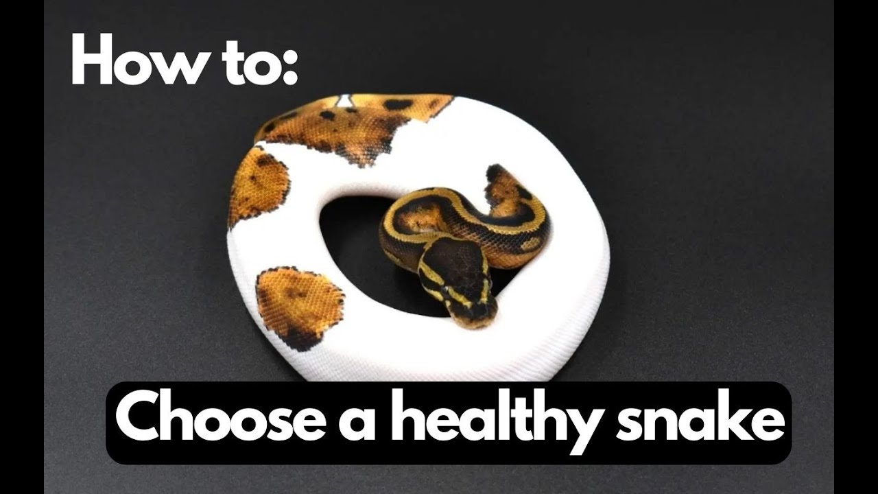 Ball python health check. Don't buy a sick snake!