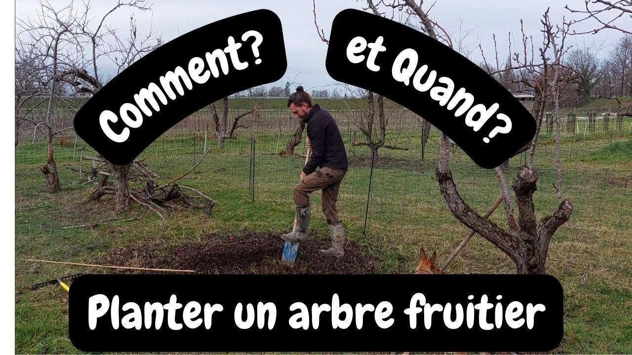 Comment et Quand planter un arbre fruitier?