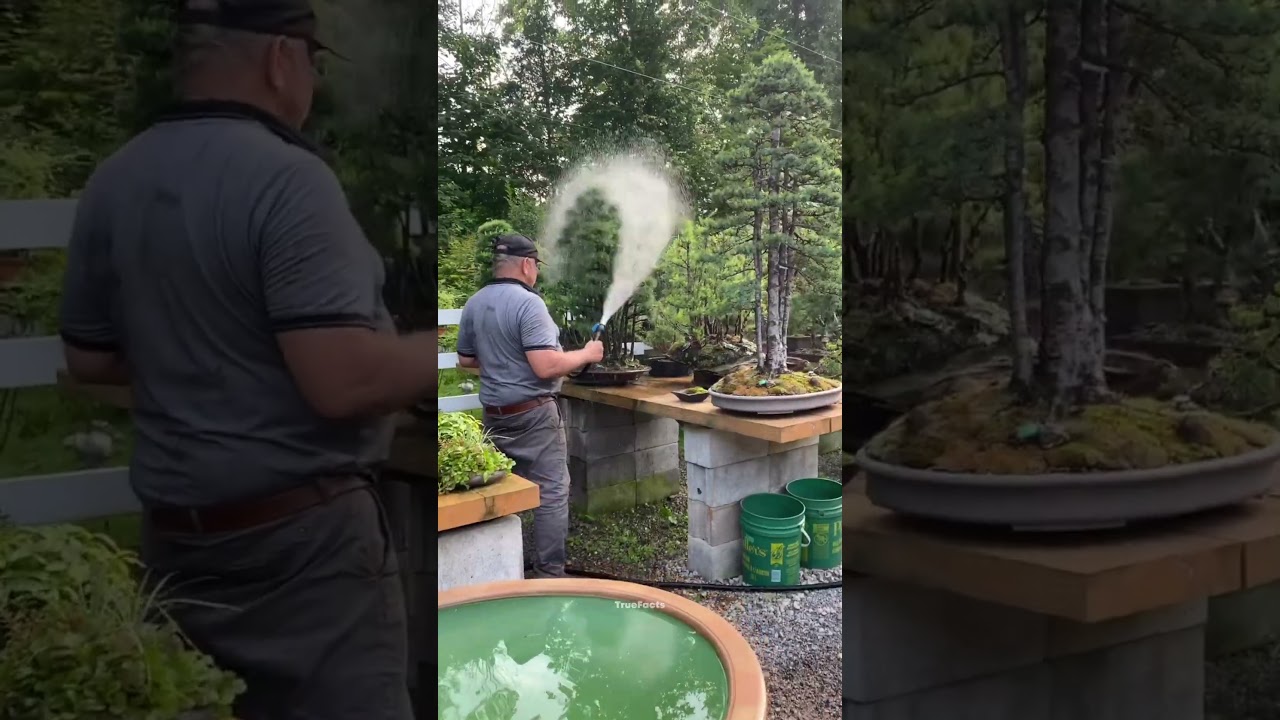 50-Year-Old Bonsai Forest at Home
