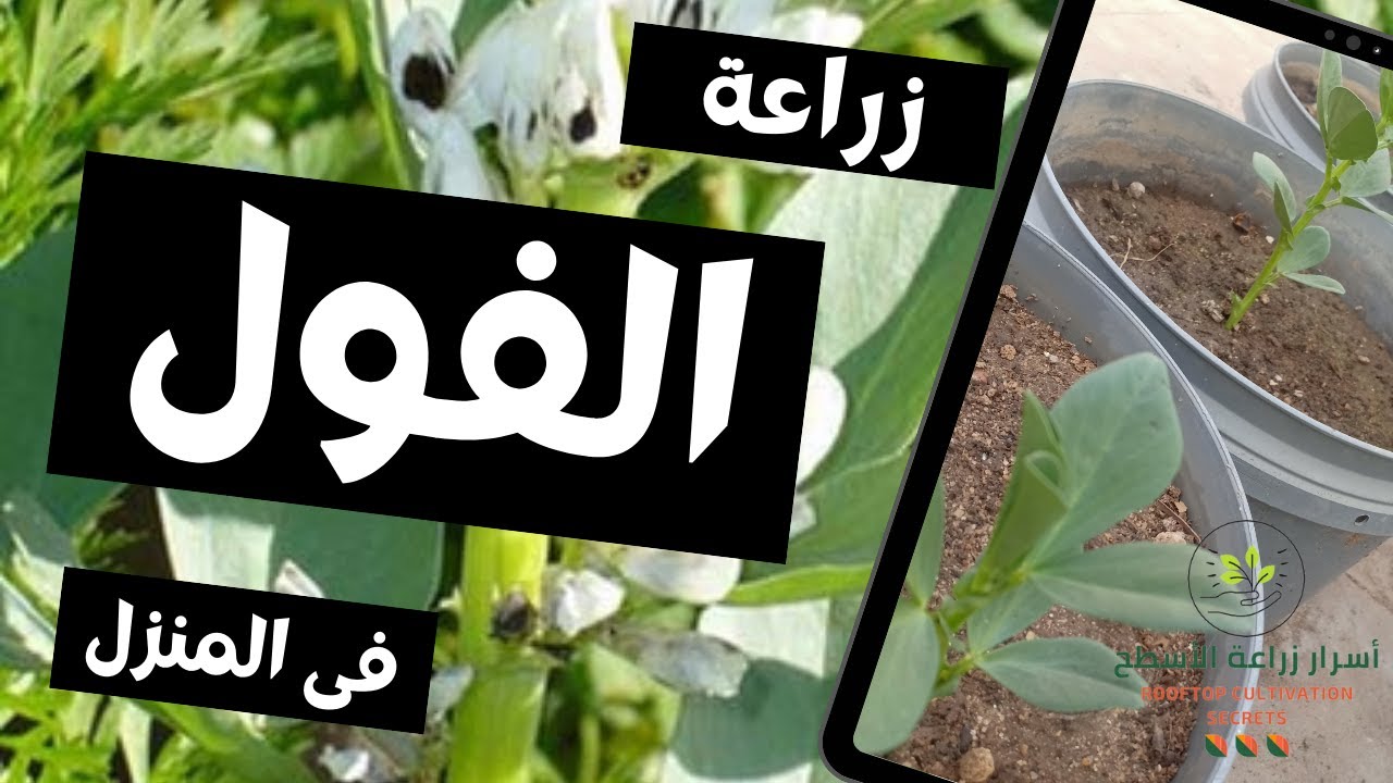 زراعة الفول فى المنزل | غرس البذور