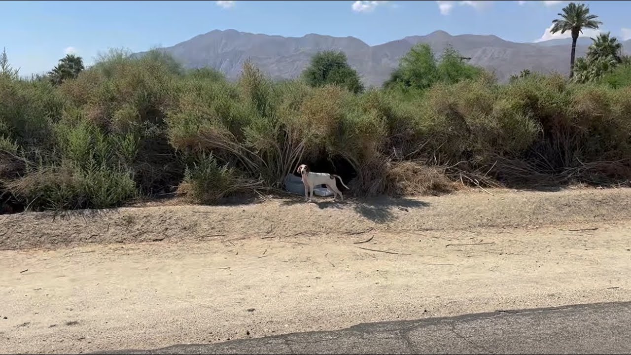 2 Abandoned Hound Dog Puppies and A Doberman Mix Rescued
