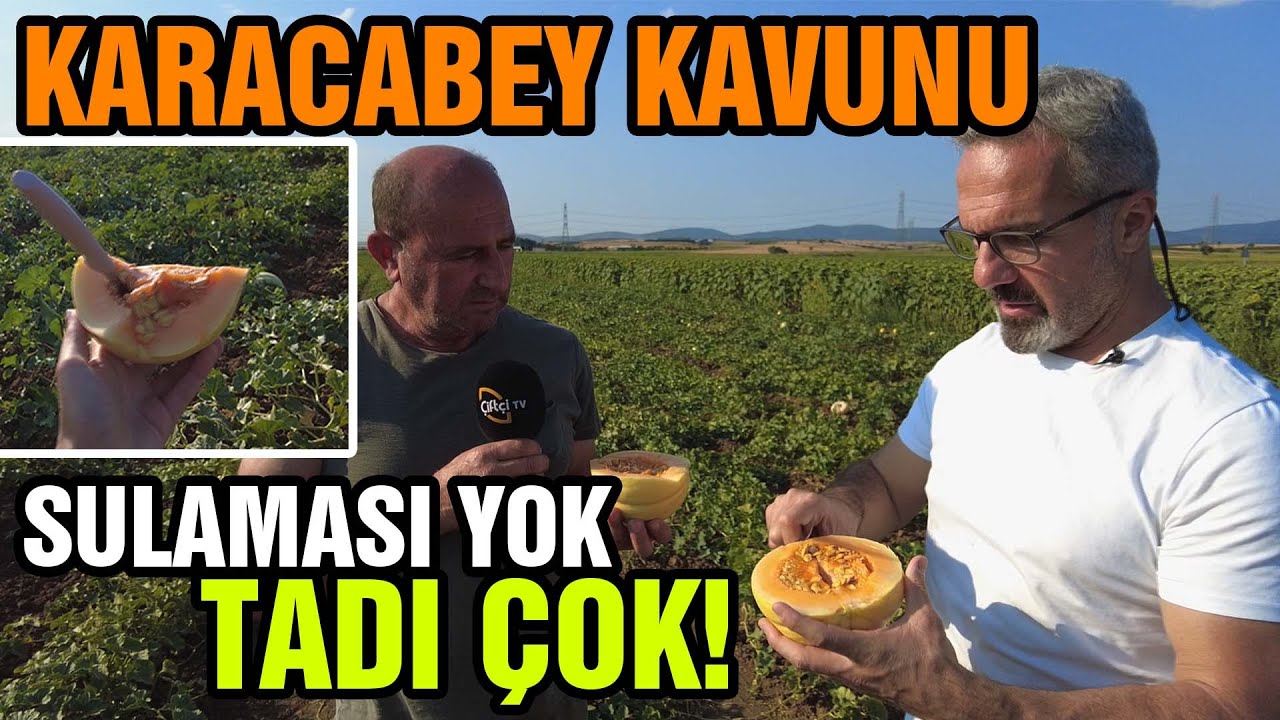 Sulaması Yok Tadı Çok: KARACABEY KAVUNU