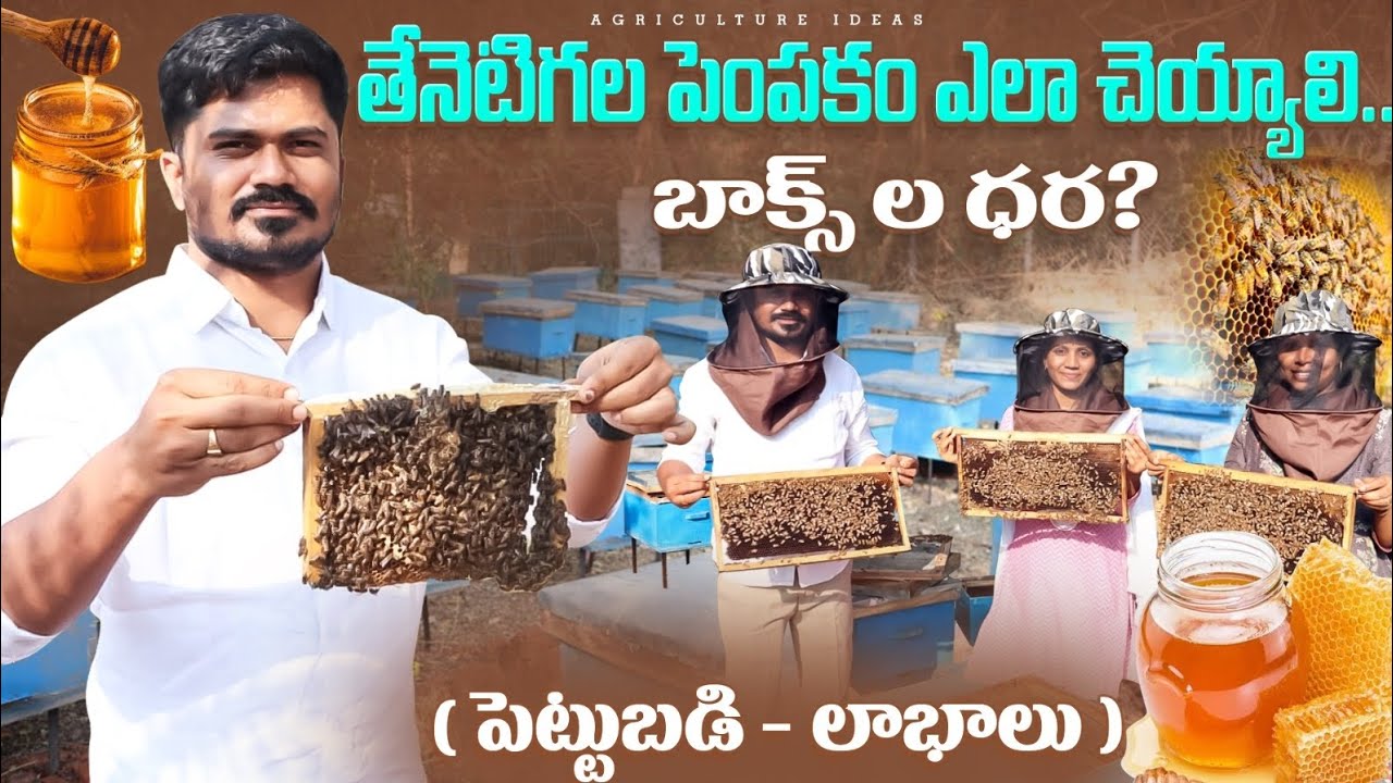 Honey Farming In Telugu | తేనెటీగల పెంపకం - పెట్టుబడి | Apiculture | Shiva Agri Clinic