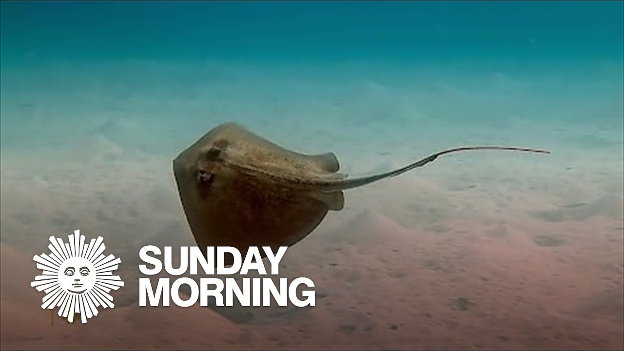Nature: Stingrays