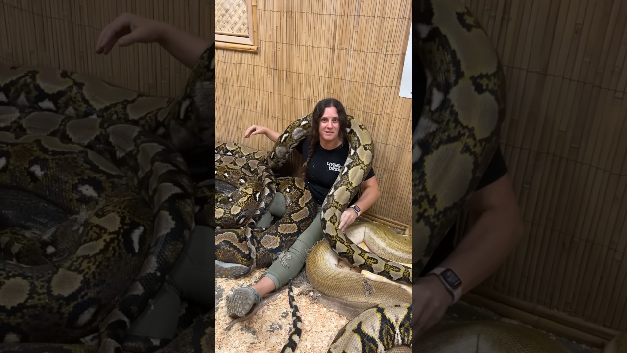 27 GIANT SNAKES🤯 At 20 Feet Each😳