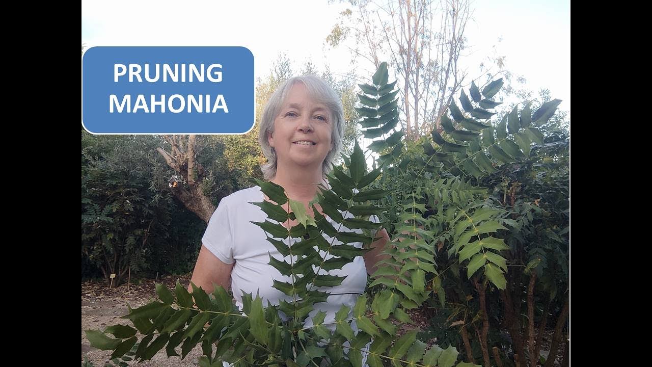PRUNING MAHONIA