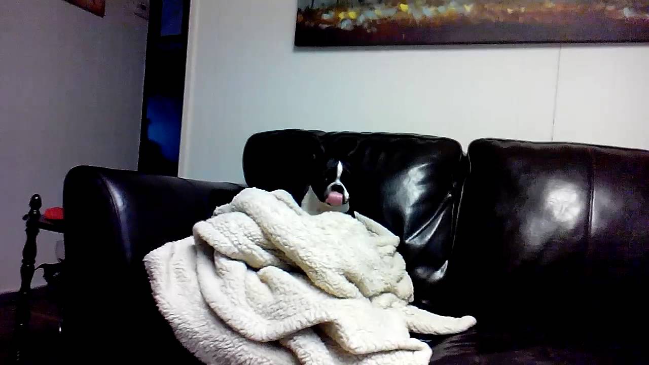 My dog nila