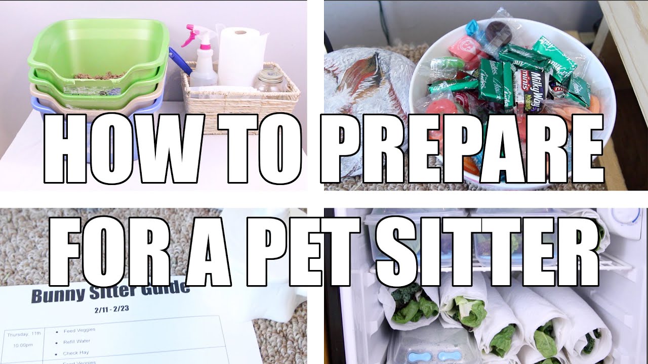How to Prepare For a Pet Sitter