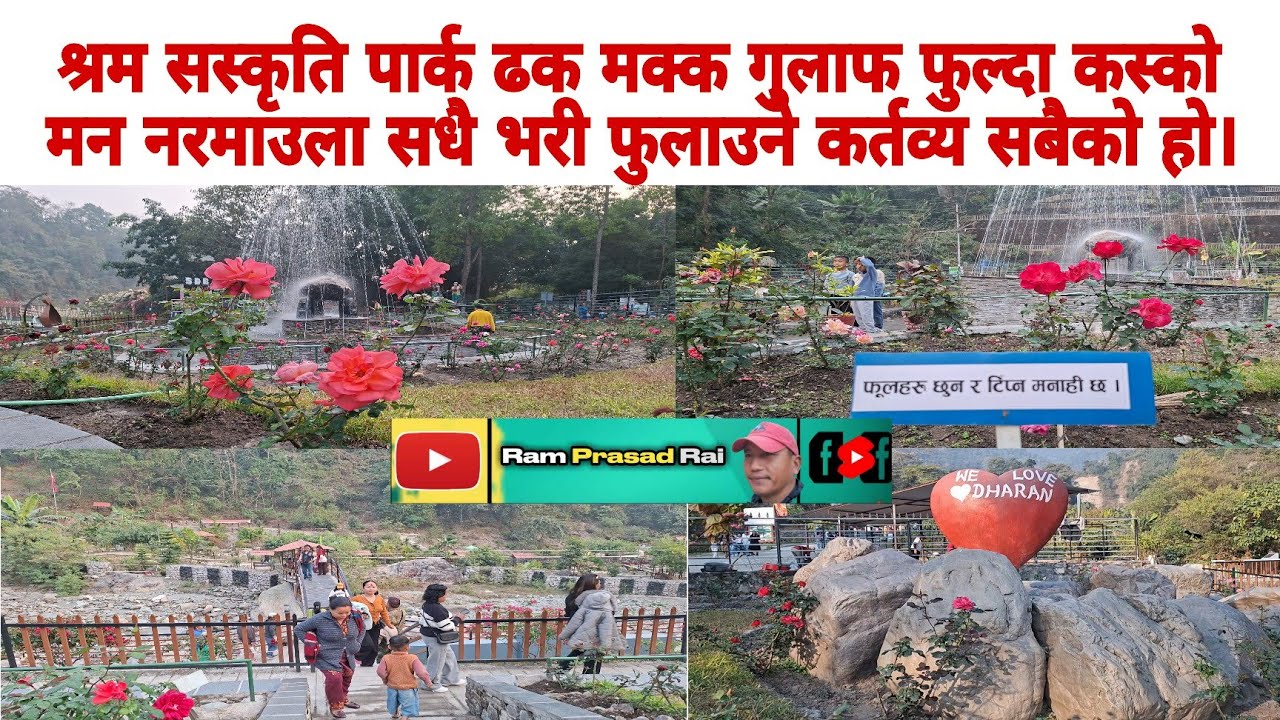 श्रमसस्कृती पार्क ढक-मक्क गुलाफ फुल्दा कस्को मन नरमौला।सधैभरी फुलाउने कर्तब्य सबैको हो नगरको पनि हो।
