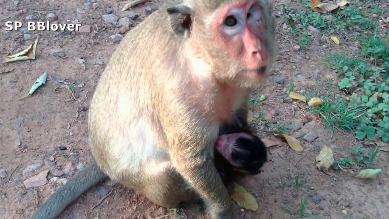 Monkey And Baby 1 - Popeye And Baby SweetPea